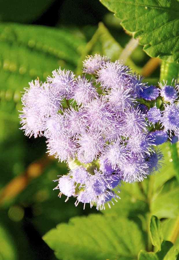 Flower with Leaves Background Stock Photo Image of frond, design