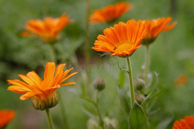 Flower with leaves Calendula, Calendula officinalis, pot, garden or English marigold, on blurred green background. stock photography Flower with leaves Calendula, Calendula officinalis, pot, garden or English marigold, on blurred green background. stock photography