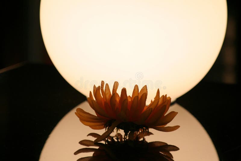 Flower of light stock photo. Image of flower, nature 155041714