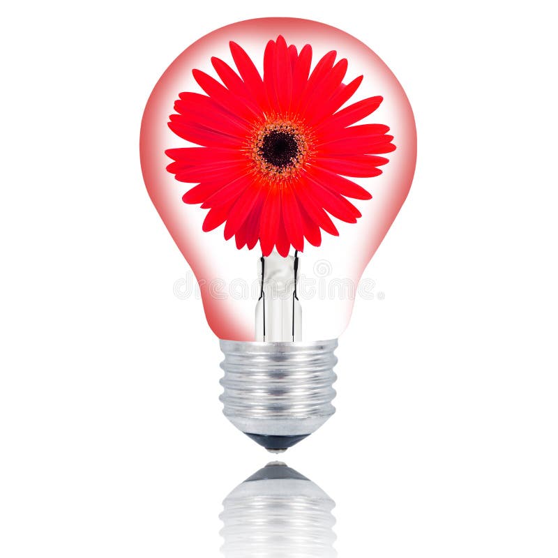 Flower Light Bulb on White Background Stock Image Image of conceptual
