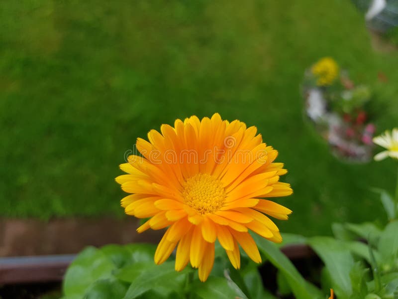 Flower like a sunshine stock image. Image of wildflower 190821603