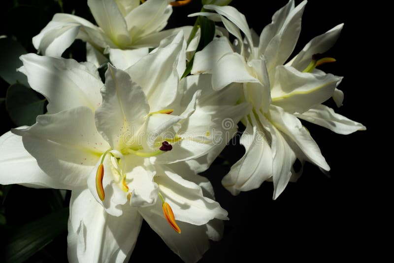 Flor de híbrido lirio blanco flores a dos veces entradas.