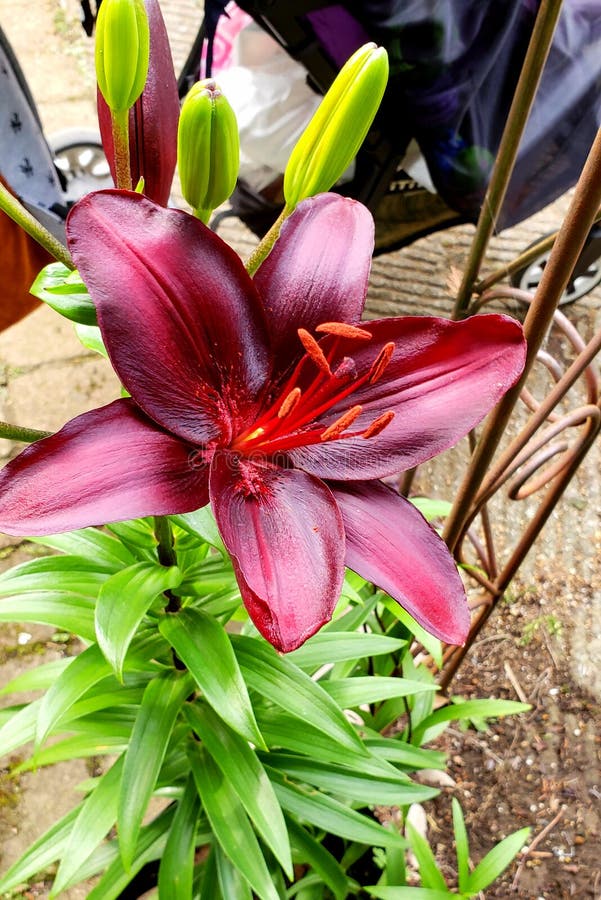 Dark Red Lily Flower on the Stem Stock Photo Image of leaves, form
