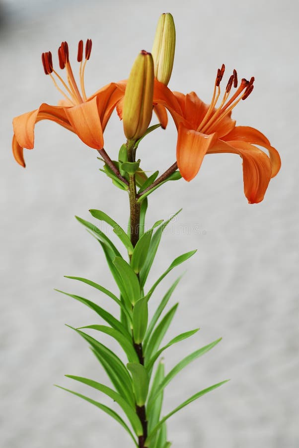 Flower, Lily, Plant, Flowering Plant Picture. Image 113659549