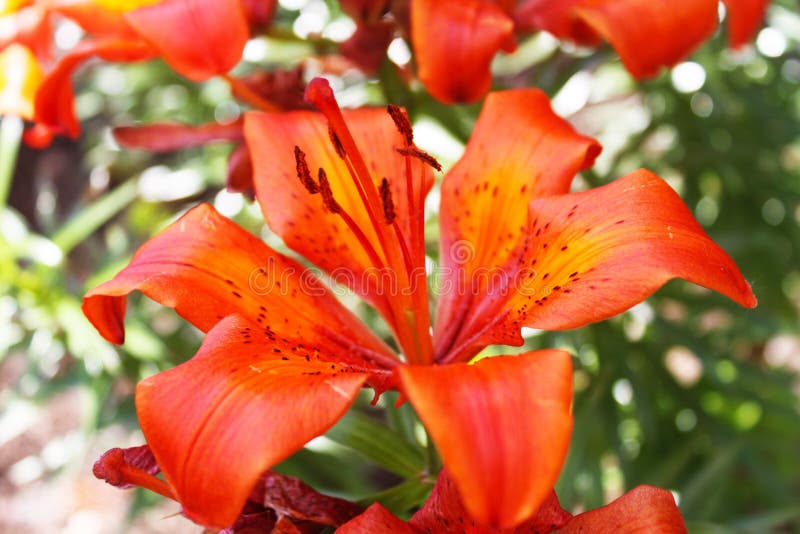 Flower, Lily, Plant, Orange Lily Picture. Image 133774602