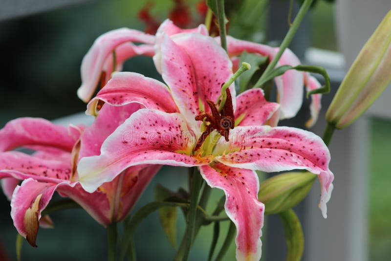 Flower, Lily, Plant, Pink Picture. Image 100633914