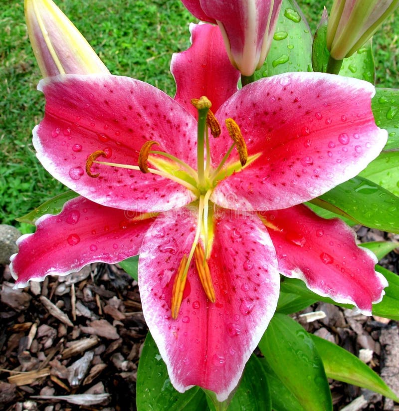 Flower, Lily, Plant, Pink Picture. Image 120958789