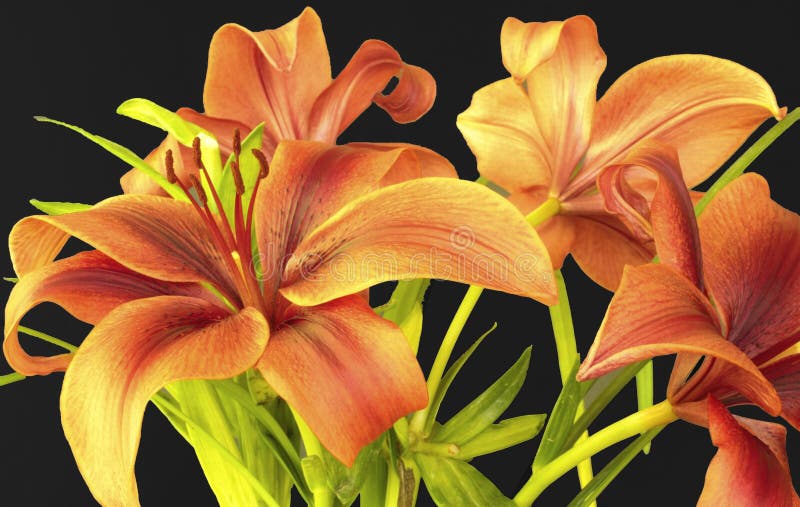 Flower, Lily, Plant, Yellow Picture. Image 116330839