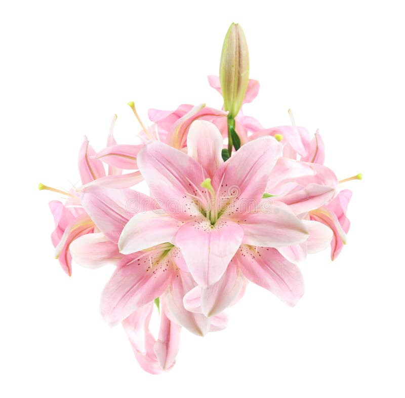 Flower, Lily, in Vase, Isolated