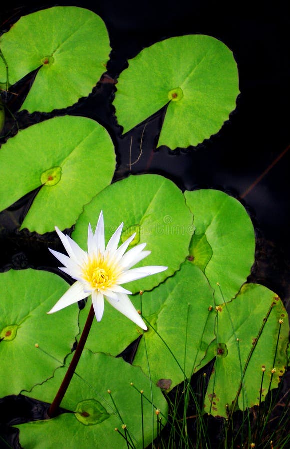 Nature photograph of a newly open white water lily flower. Taken with a simple clean background of dark pond water top and fresh green lily pads. Vertical color format and diagonal view composition. Oriental chinese horticulture. The lotus or waterlily is traditional a symbol of innocence, purity, peace, spirituality and character for the eastern cultures such as Chinese and japanese. Nobody in image. Simple minimal composition with copy space. vertical format photo. Nature photograph of a newly open white water lily flower. Taken with a simple clean background of dark pond water top and fresh green lily pads. Vertical color format and diagonal view composition. Oriental chinese horticulture. The lotus or waterlily is traditional a symbol of innocence, purity, peace, spirituality and character for the eastern cultures such as Chinese and japanese. Nobody in image. Simple minimal composition with copy space. vertical format photo.