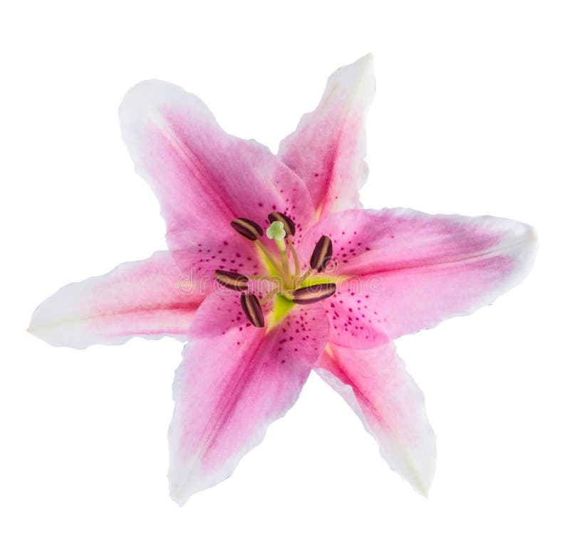 Flower Lily On A White Background With Copy Space For Your Messa Stock ...