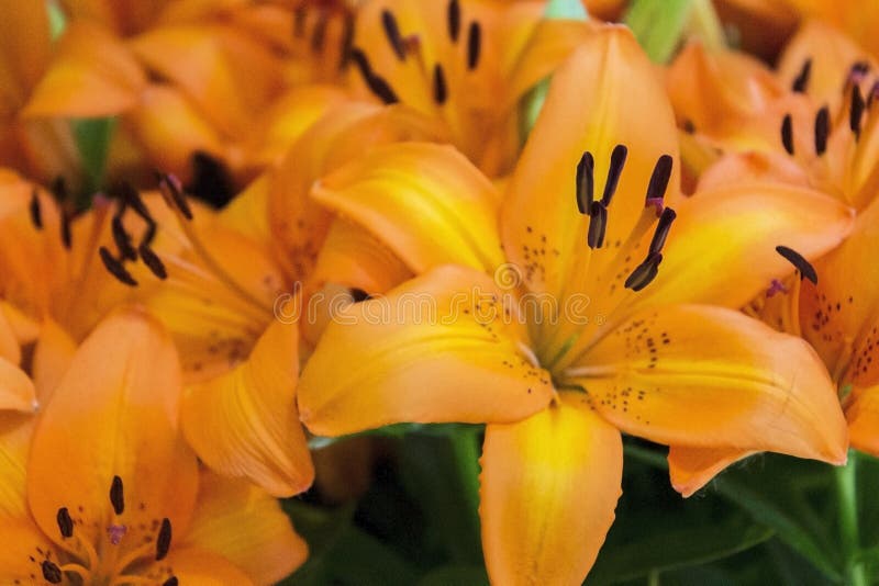Flower, Lily, Yellow, Plant Picture. Image 112678664