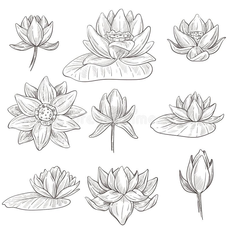 How To Draw A Lotus Flower - Step By Step Guide - Cool Drawing Idea-saigonsouth.com.vn