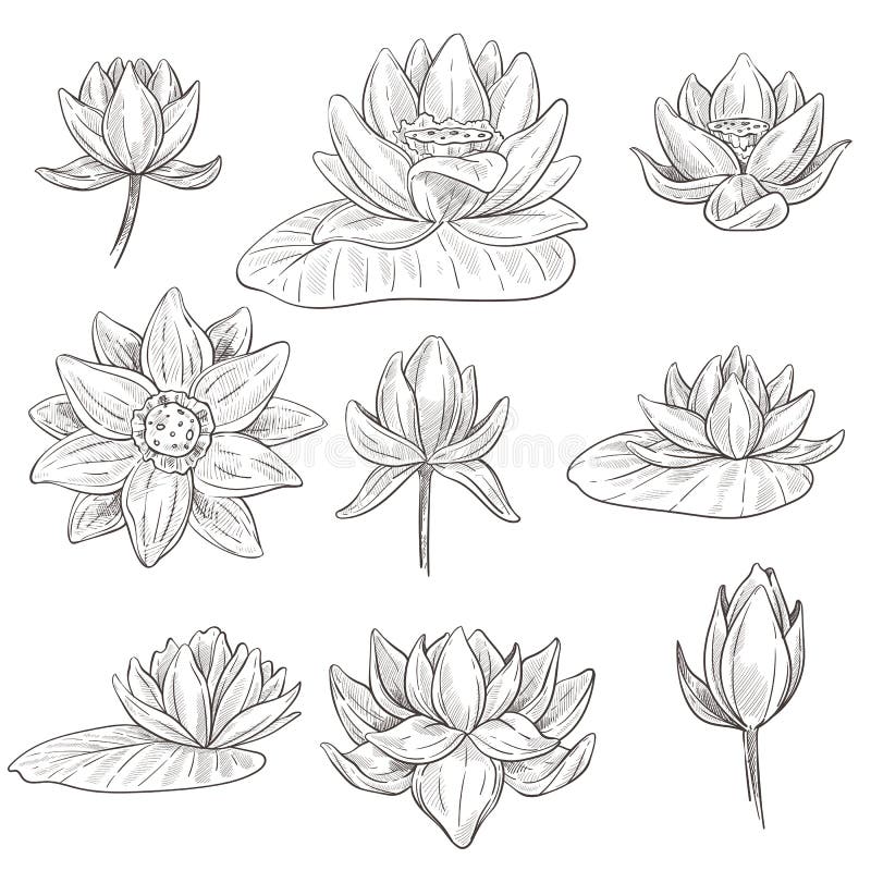 lotus flower outline drawing