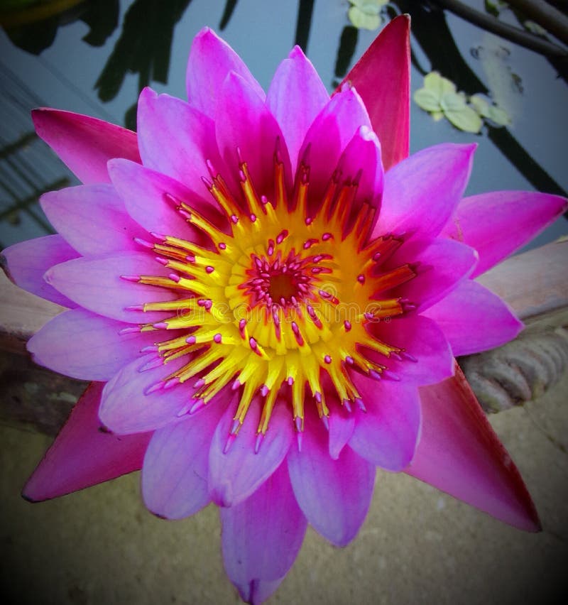 Flower lotus thai belive editorial image. Image of lotus 72375050