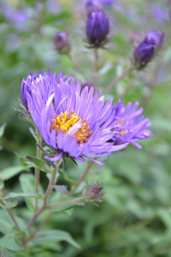 Flower stock image. Image of flower, europe, macedonian 46055269