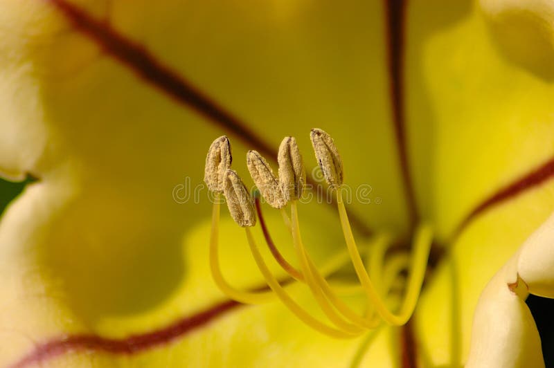 Flower macro royalty free stock photo