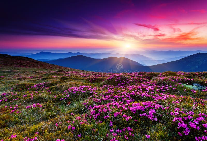 Rosa rosa alpina fiori sul estate montagna.