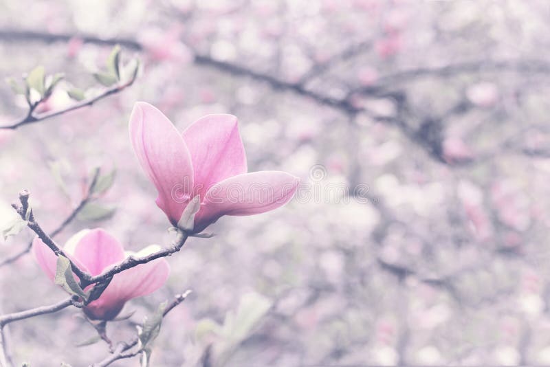 Flower of magnolia tree in spring garden