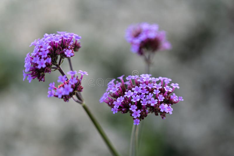 Flower with many violet blossoms on the green field royalty free stock image