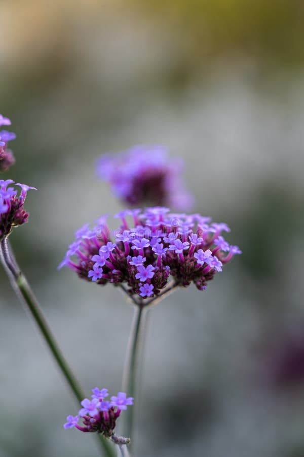 Flower with many violet blossoms on the green field stock image
