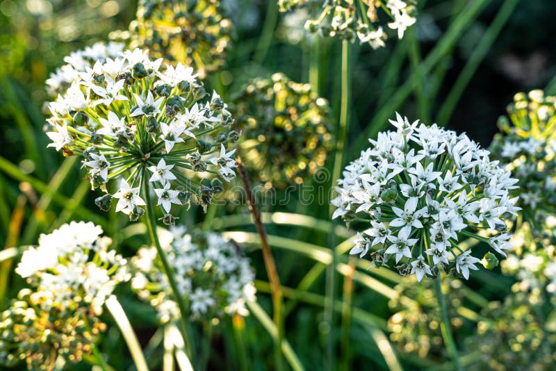 Flower with many white blossoms on the green field royalty free stock images