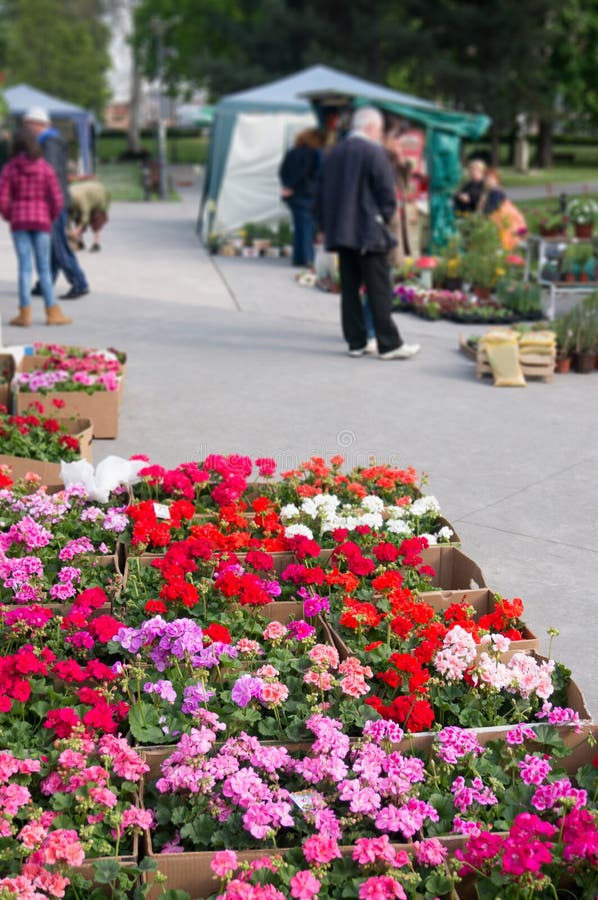 Flower market stock photo. Image of outdoor, botany, flower 50226138