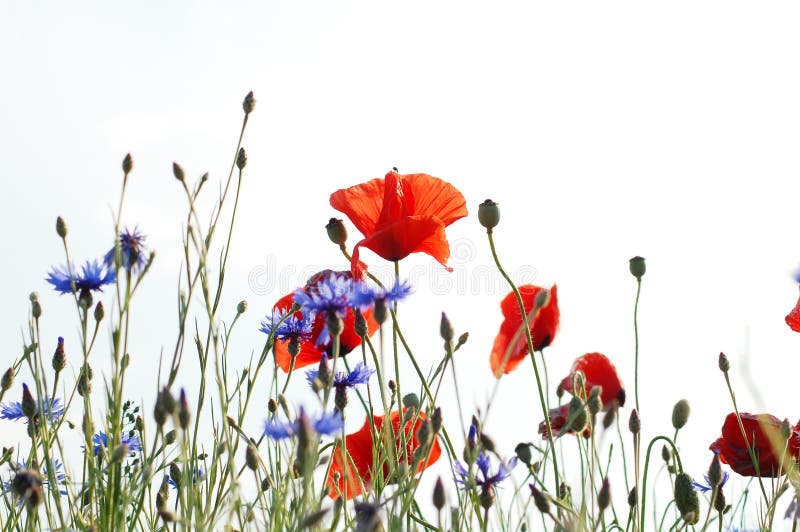 Flower meadow