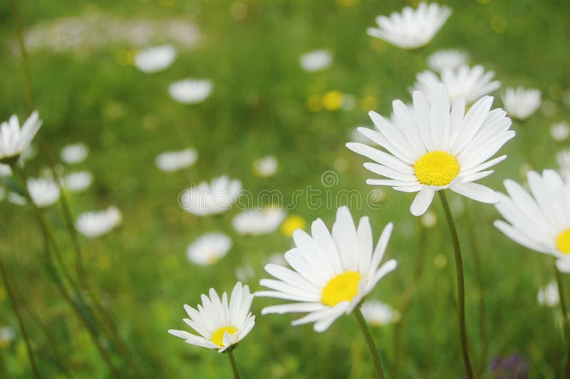 Flower meadow