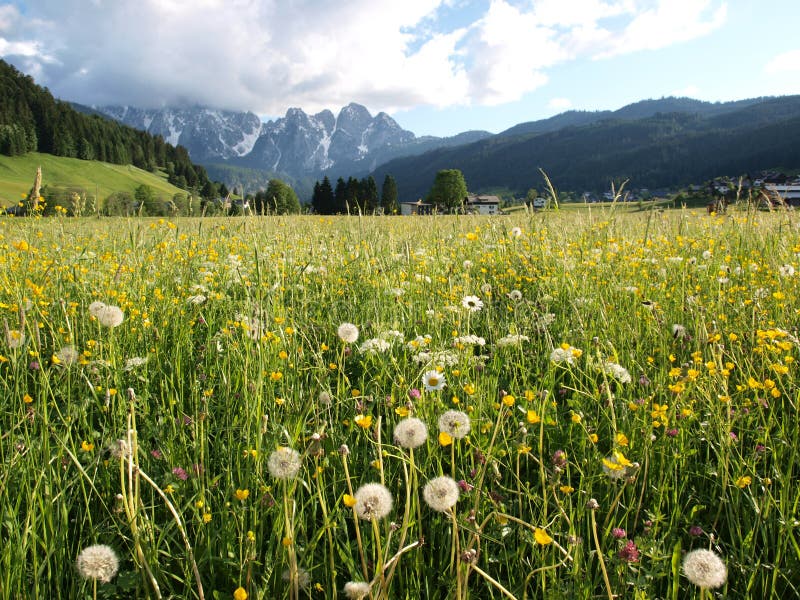 Flower meadow by Alps