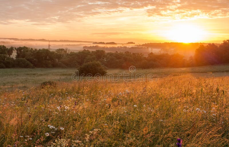 Flower Meadow Field In Countryside In Sunrise Sunset.