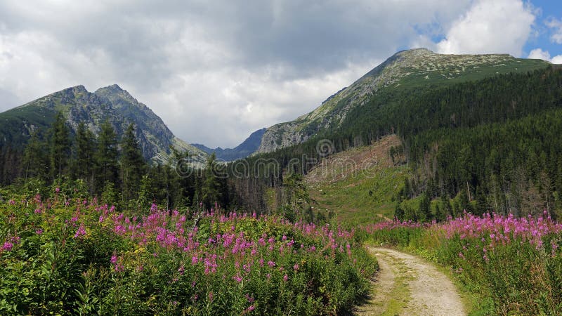 Kvetinové lúky v národnom parku Vysoké Tatry, Slovensko