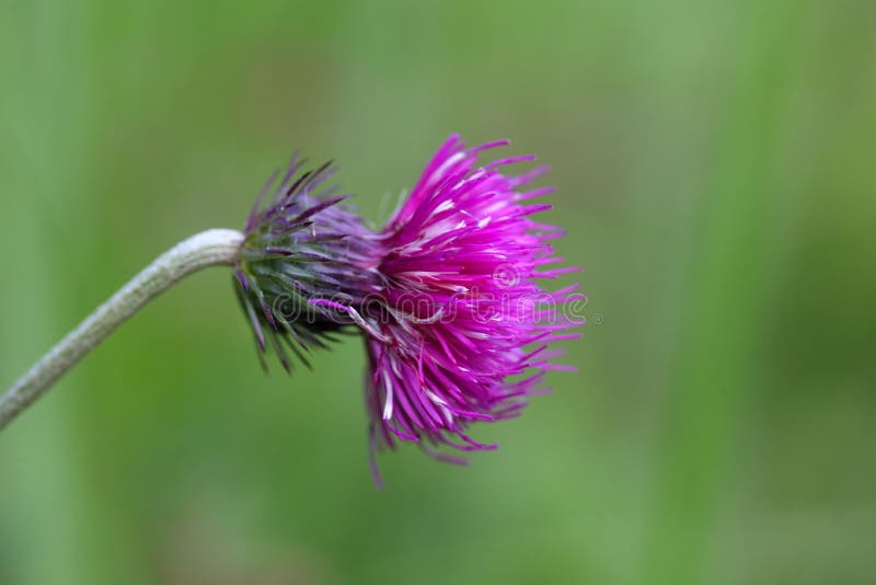 Flower of a Melancholy Thistle Stock Image Image of protection