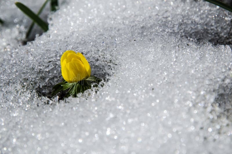 Flower in melting snow