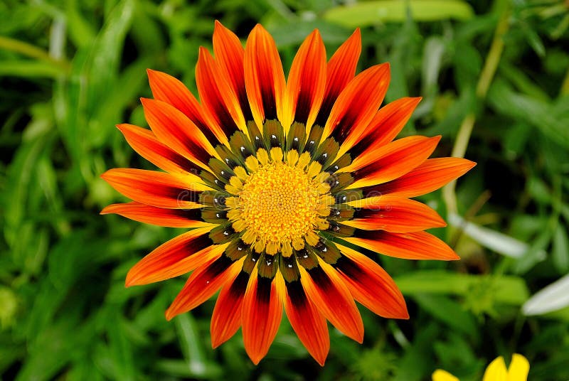 Flower stock image. Image of hypnotizing, symmetry, round 76968063