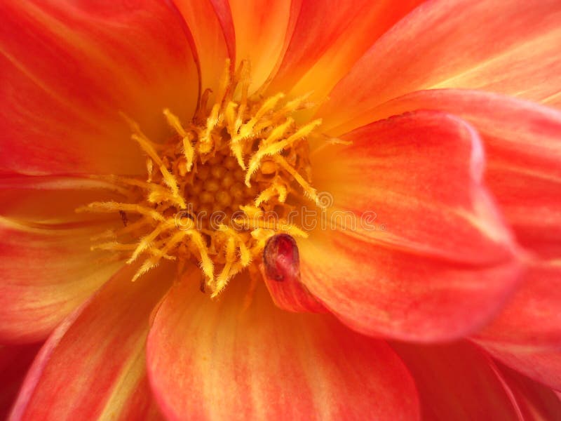 Flower stock image. Image of plants, beautiful, yellow