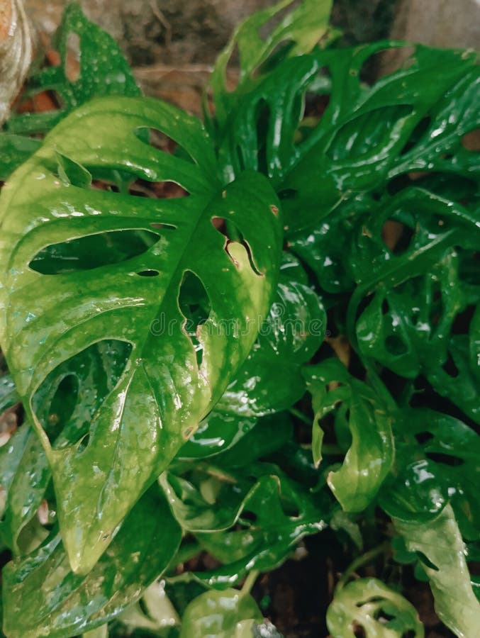 Flower monstera adansonii variegata