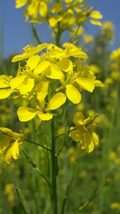 Flower of Mustard stock photo. Image of phool, flowers 110936472