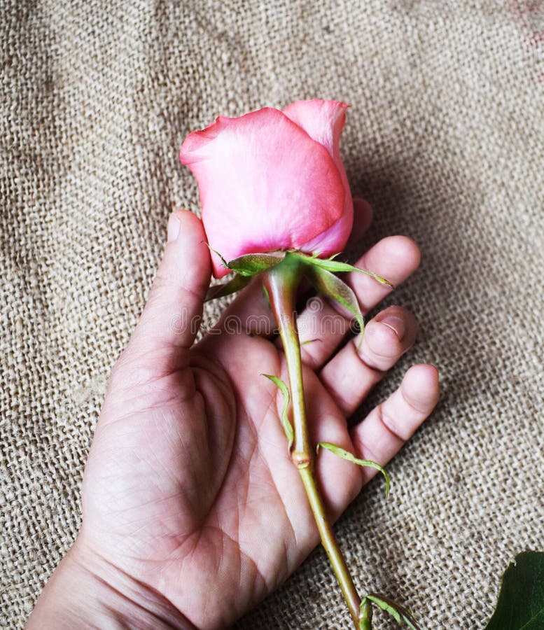 A flower in my hands stock photo. Image of delicado 111746064