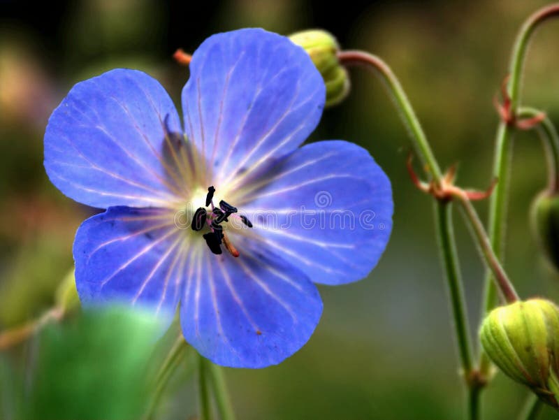 Flower nad an insect 2