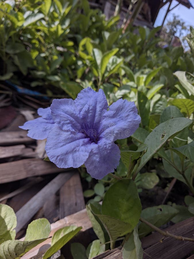 Flower Natural Green Wallpaper Stock Image - Image of natural 