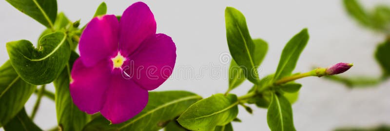 Flower nature litle stock images