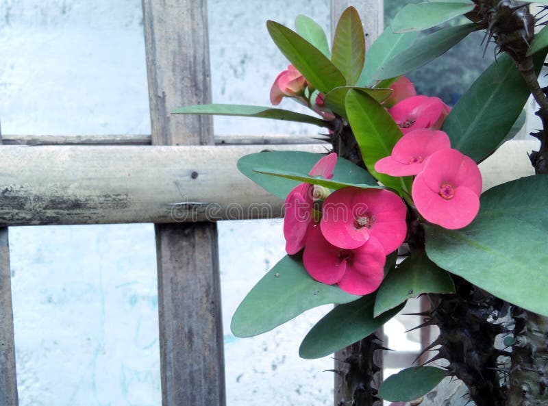 Flower near bamboo stock photo. Image of green, bouquet 237328644