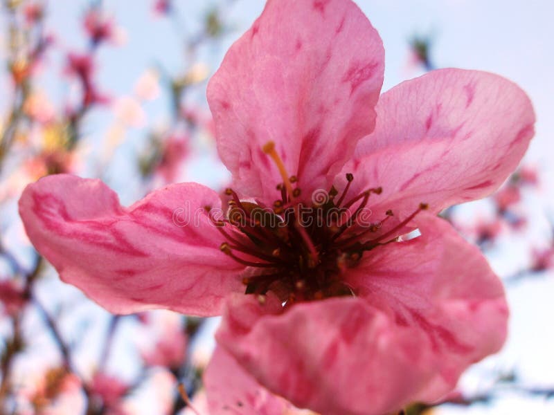 Flower nectarines stock image. Image of maturation, calories 89335905