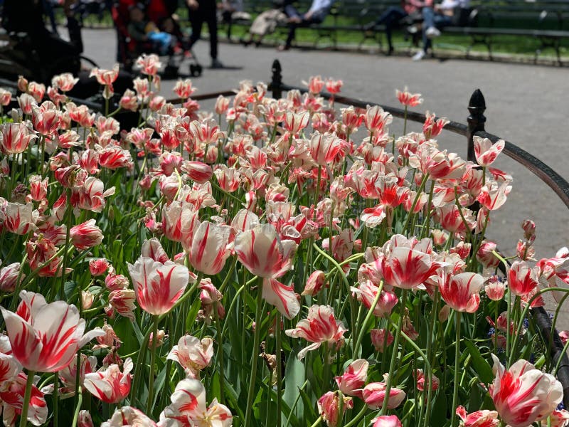 Flower in New York, Blooming Stock Image Image of foliage, flower