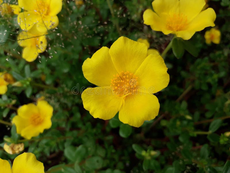 Flower stock image. Image of bloom, nice, gift, flower 126092061