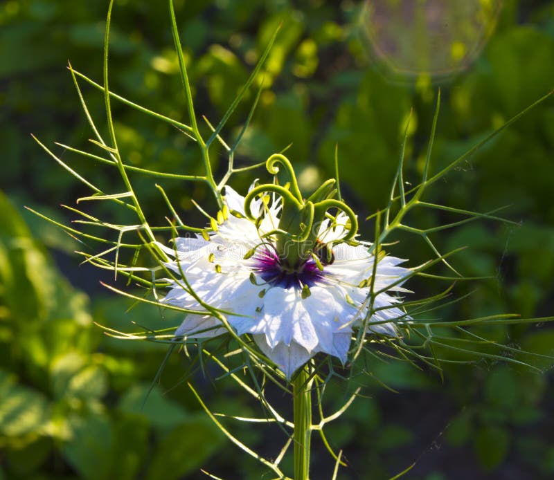 Flower of Nigella stock photo. Image of sowing, cumin 73313626