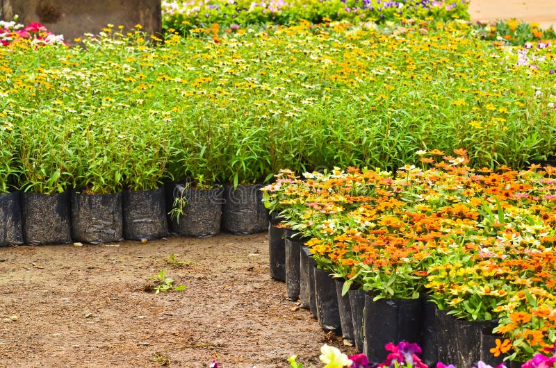 Flower nursery stock image. Image of fall, grow, botany 29455975