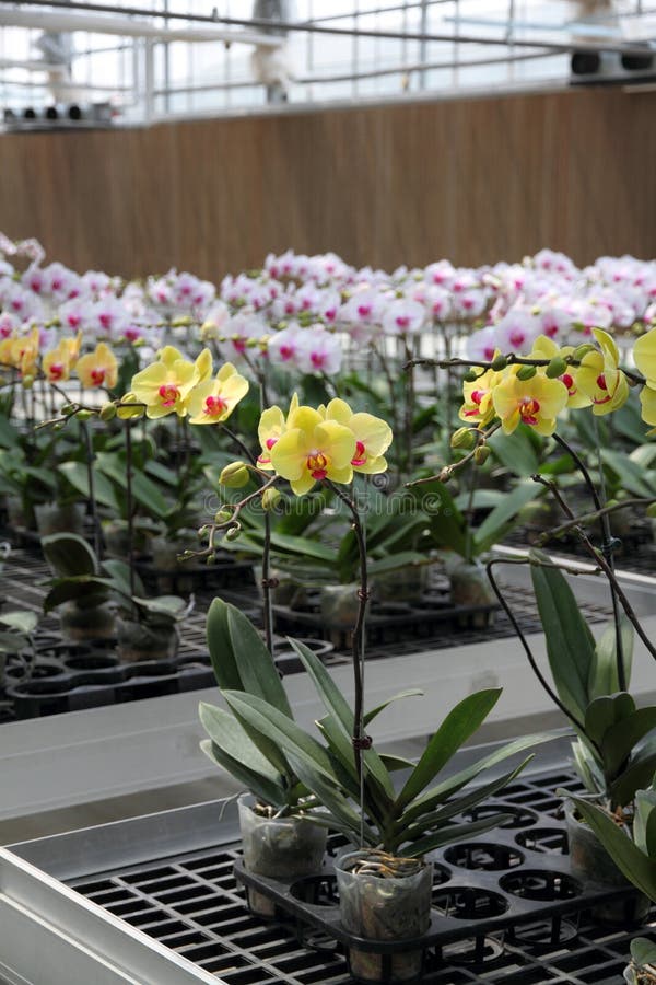 Flower nursery stock image. Image of growth, modern, center 57598323