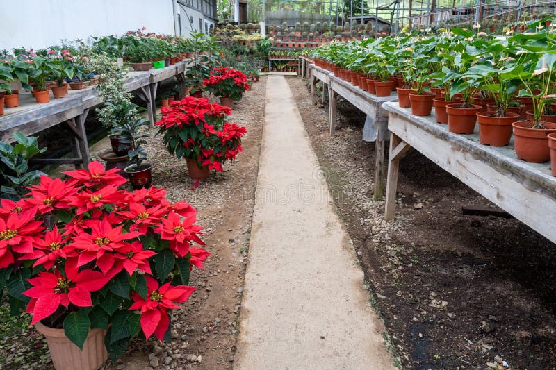 Flower Nursery with Varieties of Houseplants Stock Image Image of